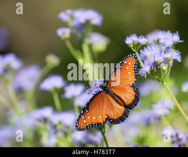 Königin-Schmetterling (Danaus Gilippus) ernähren sich von Greggs Mistflowers (Conoclinium Greggii) im Herbst Stockfoto