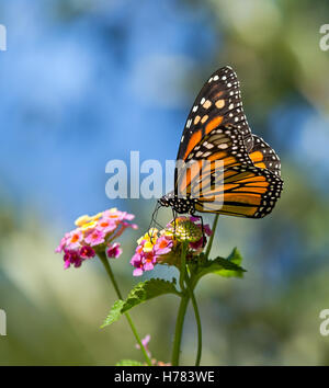 Monarchfalter (Danaus Plexippus) Fütterung auf Lantana Blumen Stockfoto