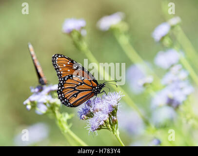 Königin-Schmetterling (Danaus Gilippus) ernähren sich von Greggs Mistflowers (Conoclinium Greggii) im Herbst Stockfoto