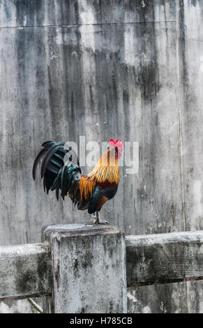 Schöne Hahn stehend auf dem Zaun über graue Betonwand Hintergrund Stockfoto