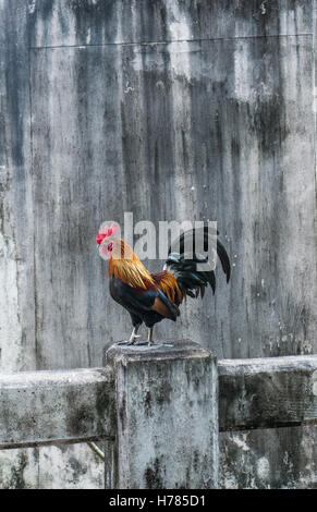 Schöne Hahn stehend auf dem Zaun über graue Betonwand Hintergrund Stockfoto