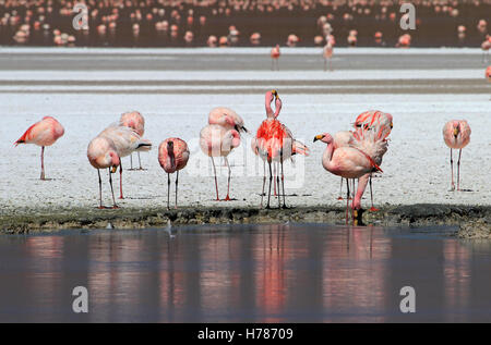 James Flamingos, Phoenicoparrus Jamesi, auch bekannt als der Puna Flamingo, sind in großen Höhen der Anden-Gebirge in besiedelt. Stockfoto