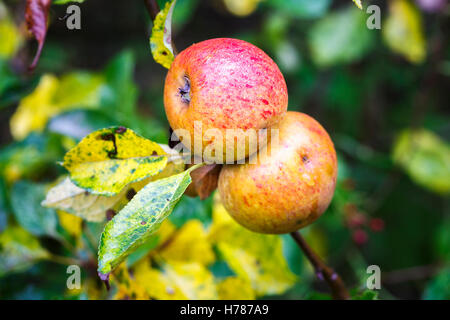 Ein paar rosige rote Äpfel wachsen und Reifen auf dem Zweig der Apfelbaum im Herbst in Süd-England Stockfoto