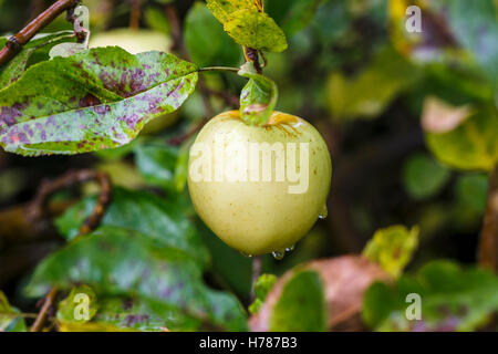 Eine grüne Essen Apfel wachsen und Reifen auf einem Apfelbaum im Herbst in Süd-England, mit Wassertropfen Stockfoto