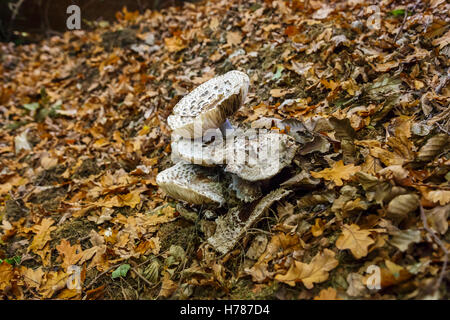 Gruppe von großen braunen Fliegenpilze mit großen Kiemen wachsen unter den gefallenen Eiche Blätter im Spätherbst in Südengland Stockfoto