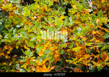 Blätter für eine englische Eiche (Quercus Robur) im Herbst mit der Entwicklung von Herbstfarben in Südengland Stockfoto
