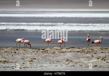 Anden Flamingos, Parinas Grandes, Phoenicoparrus Andinus, im Wasser des Laguna Hedionda, Bolivien Stockfoto