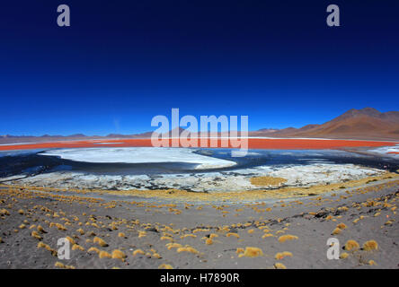 Das schöne rot gefärbten Laguna Colorada, fisheye Prespective Südbolivien, Süd Amerika Stockfoto