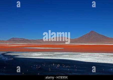 Das schöne rot gefärbten Laguna Colorada im südlichen Bolivien, Südamerika Stockfoto