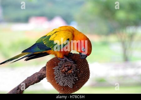 Sun Conure, rot orange gelb grün und Blau Farbe Papagei Sonnenblumenkerne zu essen. Stockfoto