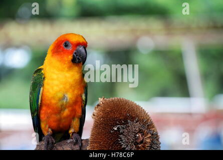 Sun Conure, rot orange gelb grün und Blau Farbe Papagei auf Ast in der Nähe von Sonnenblumenkernen stehen. Stockfoto