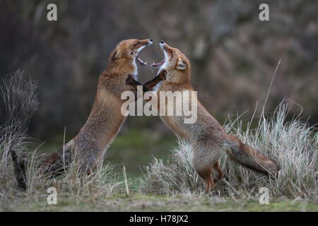 Rotfüchse (Vulpes Vulpes) in kämpfen, kämpfen, auf den Hinterbeinen stehend, mit weit geöffneten Rachen zu drohen, drohen einander. Stockfoto