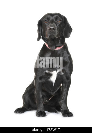 Hallo-Key Studio Bilder Rassehunde Stockfoto