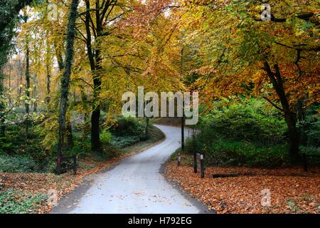 Schmale Straße durch Minwear Wald im Herbst Canaston Pembrokeshire wales Stockfoto