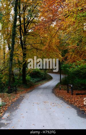 Schmale Straße durch Minwear Wald im Herbst Canaston Pembrokeshire wales Stockfoto