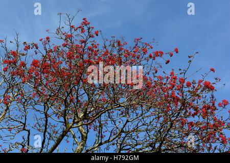 Roten Weißdornbeeren gegen einen blauen Himmel Crateagus monogyna Stockfoto