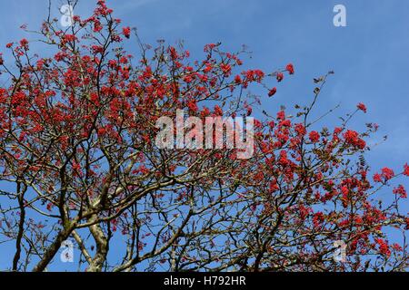 Roten Weißdornbeeren gegen einen blauen Himmel Crateagus monogyna Stockfoto