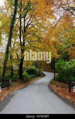 schmalen Straße durch Herbst Baum gesäumt Minwear Wald Canaston Pembrokeshire wales Stockfoto