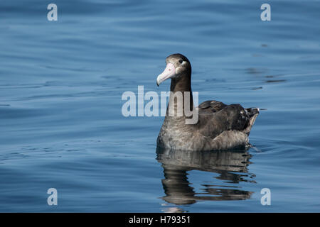 junge Kurzschwanz-Albatros sitzen auf dem Wasser ein Sommertag Stockfoto