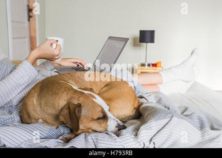 Weibliche Person Frühstück mit Tee oder Kaffee zu trinken und arbeiten mit Laptop im Bett mit Hund neben ihr schlafen Stockfoto