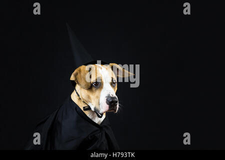 Hund im Halloween-Kostüm. Welpe verkleidet als Hexe für Halloween mit schwarzem Hut und Kleid posiert vor dunklem Hintergrund Stockfoto