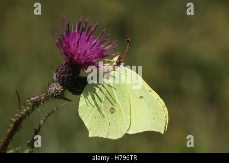 Ein Brimstone Schmetterling (Gonepteryx Rhamni) Fütterung auf einer Distel. Stockfoto