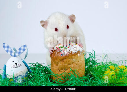 Niedliche kleine Deko Ratte in der Nähe der Osterkuchen. Stockfoto