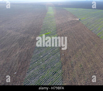 Draufsicht der Traktor, der das Feld pflügen. disking Boden. Bodenbearbeitung nach der Ernte. Möwen fliegen über den Traktor Stockfoto