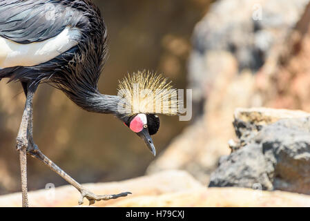 Schwarz gekrönt Kran (Balearica Pavonina) Vogel Stockfoto