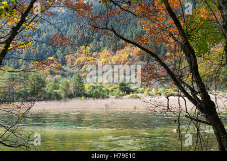 Herbstliche Bäume in Jiuzhaigou Nationalpark in der Provinz Sichuan, China im Oktober 2016 Stockfoto