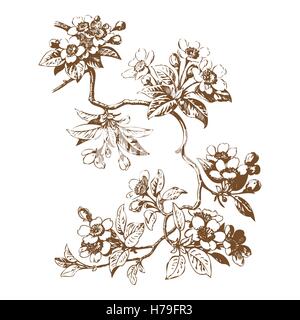 Kirsche Zweige mit Blüten, Sakura-Vektor-illustration Stock Vektor