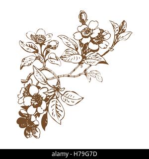 Kirsche Zweige mit Blüten, Sakura-Vektor-illustration Stock Vektor