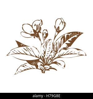 Kirsche Zweige mit Blüten, Sakura-Vektor-illustration Stock Vektor