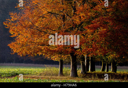 Wäldchen Buche Bäume im Herbst Farbe, Oxfordshire, England Stockfoto