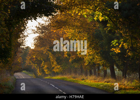Herbst-Landstraße in Cotswolds, England Stockfoto