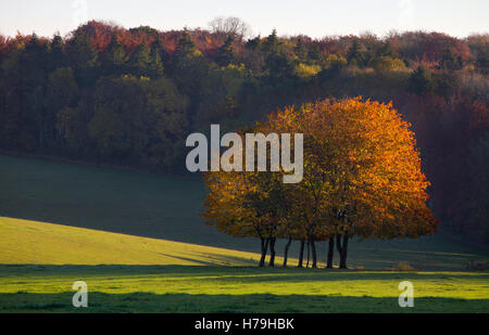 Wäldchen Herbst Bäume im Feld, englische Landschaft Stockfoto