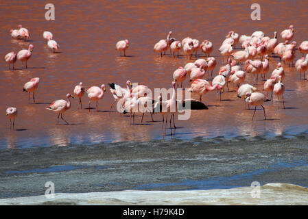 James Flamingos, Phoenicoparrus Jamesi, auch bekannt als der Puna Flamingo, sind in großen Höhen der Anden-Gebirge in besiedelt. Stockfoto