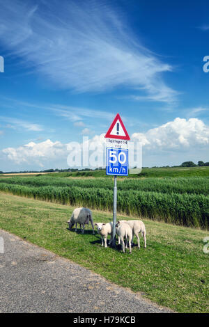 Schafe auf einem holländischen Deich Stockfoto