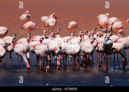 James Flamingos, Phoenicoparrus Jamesi, auch bekannt als der Puna Flamingo, sind in großen Höhen der Anden-Gebirge in besiedelt. Stockfoto