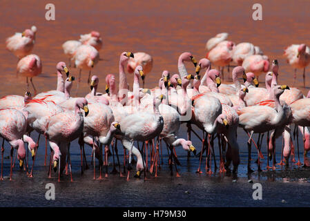 James Flamingos, Phoenicoparrus Jamesi, auch bekannt als der Puna Flamingo, sind in großen Höhen der Anden-Gebirge in besiedelt. Stockfoto