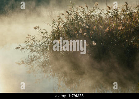 Schilf an den Rand des Wassers und der herbstlichen Morgennebel am See bei Sonnenaufgang Stockfoto