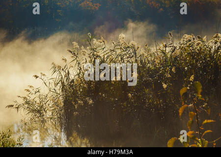 Nebel mit Sonnenlicht am frostigen Morgen am Fluss Stockfoto