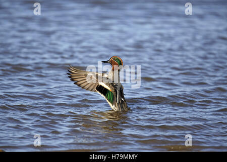 Drake eurasischen Teal, Anas Vogelarten, tut einen Flügel dehnen Stockfoto