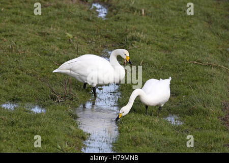 Whooper Schwäne, Cygnus Cygnus, paar Fütterung zusammen Stockfoto