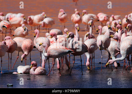 James Flamingos, Phoenicoparrus Jamesi, auch bekannt als der Puna Flamingo, sind in großen Höhen der Anden-Gebirge in besiedelt. Stockfoto