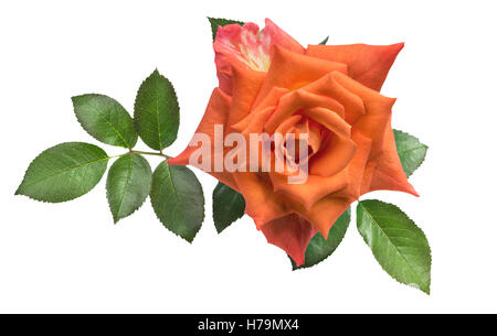 Schöne orange Rose, isoliert auf weiss Stockfoto