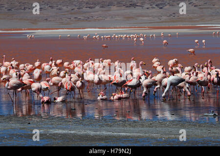 James Flamingos, Phoenicoparrus Jamesi, auch bekannt als der Puna Flamingo, sind in großen Höhen der Anden-Gebirge in besiedelt. Stockfoto