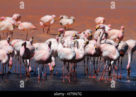 James Flamingos, Phoenicoparrus Jamesi, auch bekannt als der Puna Flamingo, sind in großen Höhen der Anden-Gebirge in besiedelt. Stockfoto