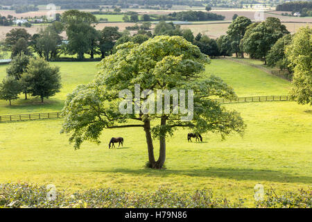 Ein Blick vom Burgberg Crayke, North Yorkshire, in The Vale of York im Oktober 2016 Stockfoto