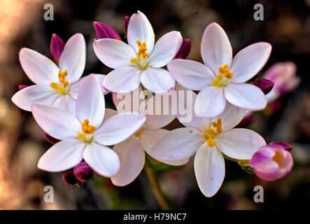 Blühende Blumen Centaurium Tenuiflorum (Hoffmanns. & Link) Fritsch schlanke Tausendgüldenkraut Stockfoto